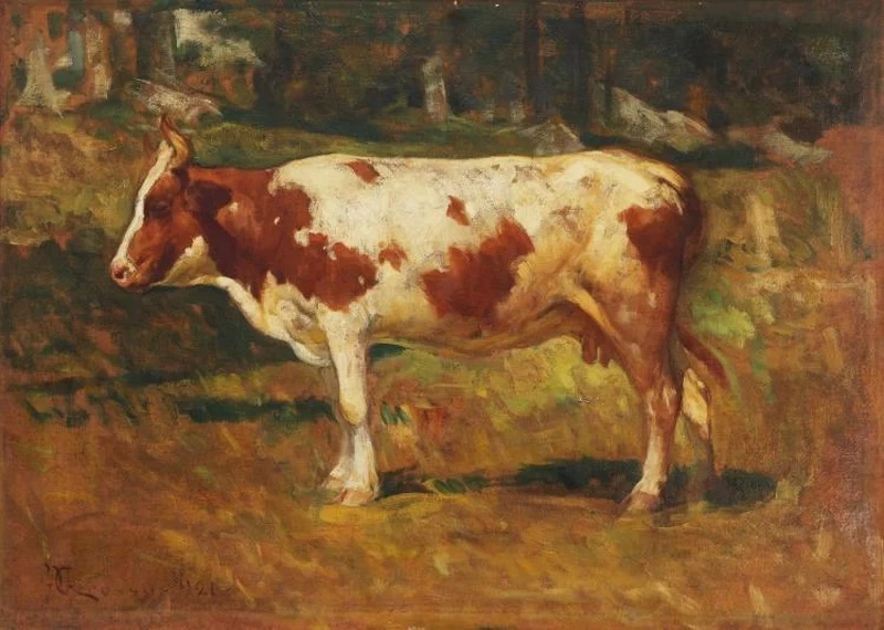 Mucca al pascolo